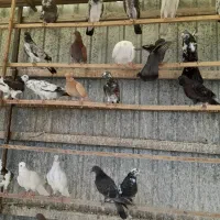 کبوتر ساعتی|پرنده|نوشهر, |دیوار