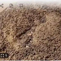 کود بزی تمیز