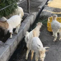 تعدادی بزغاله و بره|حیوانات مزرعه|زاهدان, |دیوار