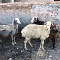 میش|حیوانات مزرعه|گناباد, |دیوار