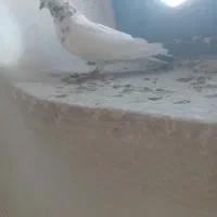 5 عدد کبوتر پرشی ساعت بالا|پرنده|بوکان, |دیوار