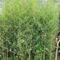 فروش نهال خیزران ،برای اجرای فضای سبز