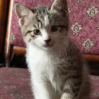 واگذاری بچه گربه