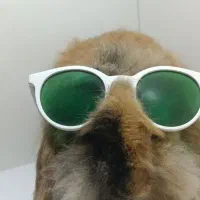 خرگوش لوپ اصیل