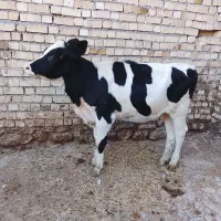 گوساله صنعتی گاو