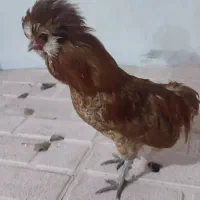 خروس زینتی|حیوانات مزرعه|ثمرین, |دیوار