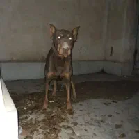 سگ  دوبرمن اصل معاوضه