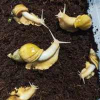 فروش حلزون آلبینو خانگی بالغ مولد سوپر مولد بزرگ