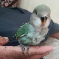 طوطی برزیلی