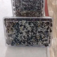 خرمای کبکاب اعلی بوشهر