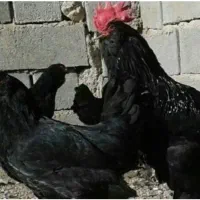 تخم مرغ مرندی نطفه دار