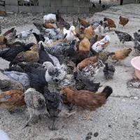 فروش جوجه محلی ۵ماه   مفت  به دلیل نبود جا