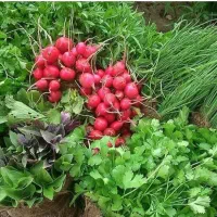 سبزی تازه ومحصولات خشک