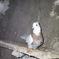 گمشده نشده طوقی ماده شکلاتی و هفت‌رنگ