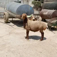 شک‌ورن‌دو‌رگ