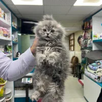 ماده اسکاتیش با لوازم