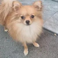 این سگ اسمش تی تی و سرقت شده