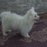 پت خانگی 9ماهه نر