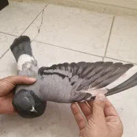 کفتر مسافتی حلقه دار