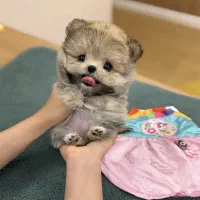 نژاد های آپارتمانی|سگ|تهران, گیشا|دیوار