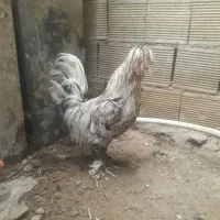 خروس سلطان پا پر
