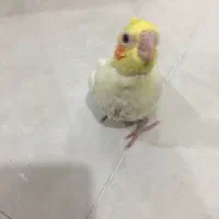 جوجه عروس سرلاکی