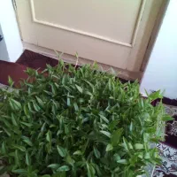 سبزه|گل و گیاه طبیعی|همدان, |دیوار