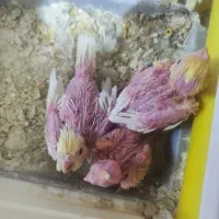 جوجه دوهفته عروس لوتینو|پرنده|بندرعباس, |دیوار