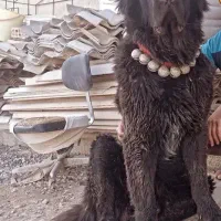 توله سگ دو ماهه مشکی گم شده