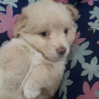 واگزاری طوله ماده اشپیتز