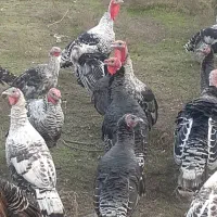 فروش بوقلمون در بیله سوار