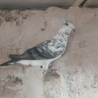 کفتر سوسکی سیاه