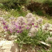 چای کوهی خوش عطر و طعم