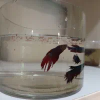 ماهی فایتر هافمون نروماده|ماهی|تهران, افسریه شمالی|دیوار