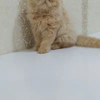 پرشین نر و ماده