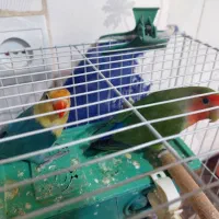 یه جفت کوتوله همراه باقفس