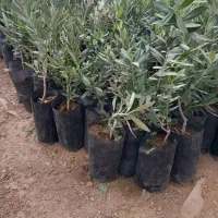نهال های زیتون مانزالیا