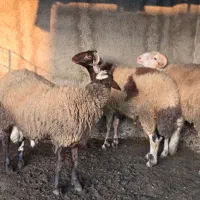 دام گوسفندی|حیوانات مزرعه|سورک, |دیوار