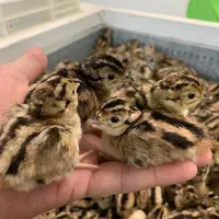 دستگاه جوجه کشی 126 عددی دماوند (پسکرایه)|لوازم جانبی حیوانات|رضوانشهر, |دیوار