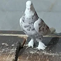 کفتر. کبوتر هما سرور  کاکلی پاچکمه|پرنده|بهارستان, |دیوار