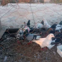 کبوتر تکپر|پرنده|تاتار علیا, |دیوار