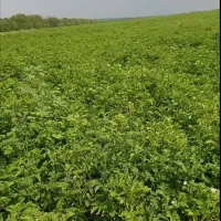 اجاره ۲۵ هکتار زمین کشاورزی با چاه آب اختصاصی|اجارهٔ دفتر صنعتی، کشاورزی، تجاری|اصفهان, محمودآباد|دیوار