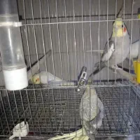 فروش دستگاه جوجه کشی عکس 5 ب بعد فروخته گردیده است