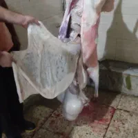 گوسفند وشیشک وبز وتی بز چاق کشتاری روغنی|حیوانات مزرعه|خرمآباد, |دیوار