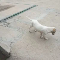 توله شکاری