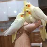 عروس دستی و  جفت با جوجه