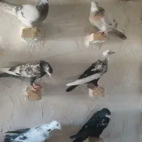 کبوتر|پرنده|شیراز, حومه شیراز|دیوار