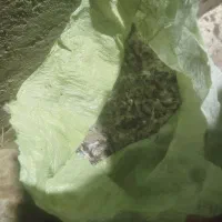 کفتر