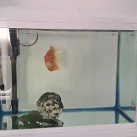 آکواریوم دلساk580