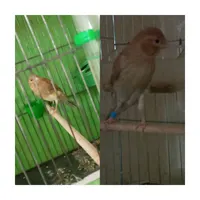 جوجه قناری نر اوپال|پرنده|گلستان (تهران), |دیوار